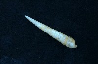 藏品(筍螺)的圖片